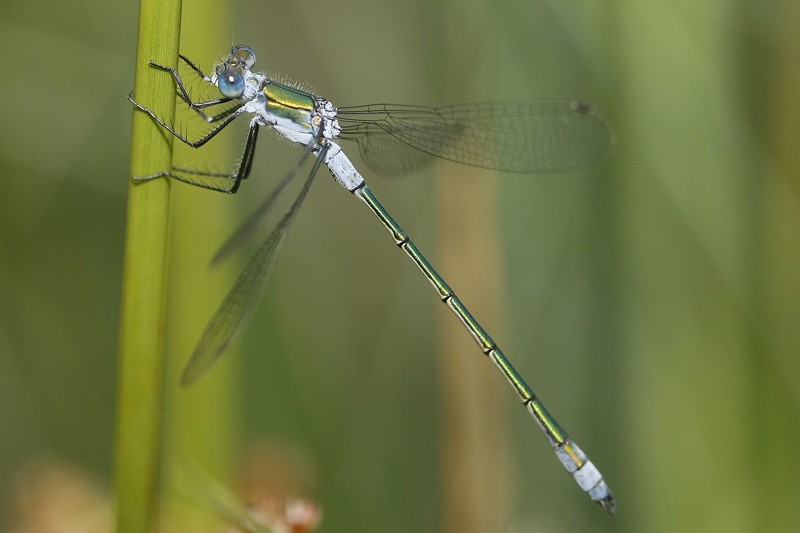Leste fiancé (Lestes sponsa) mâle