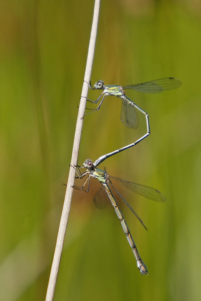 Leste vert (Chalcolestes viridis) couple