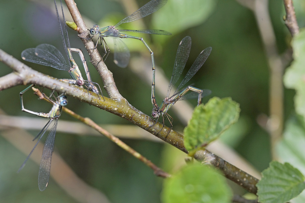 Leste vert (Chalcolestes viridis) couple