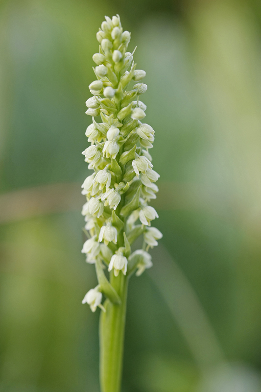 Orchis blanc (Leucorchis albida)