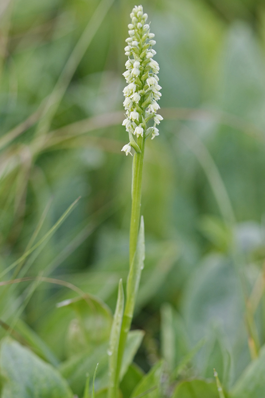 Orchis blanc (Leucorchis albida)