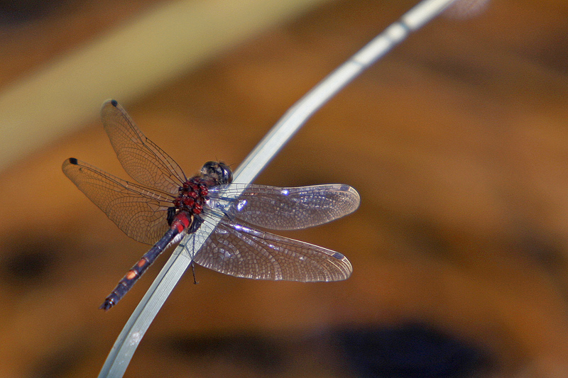 Leucorrhine douteuse (Leucorrhina dubia) mâle.