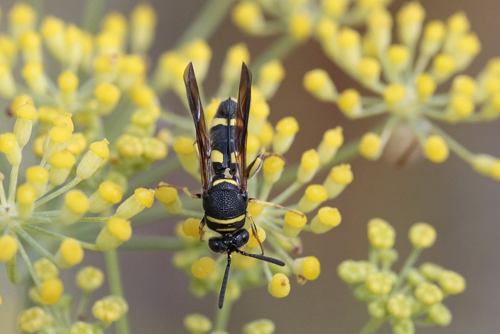 (Leucospis dorsigera)