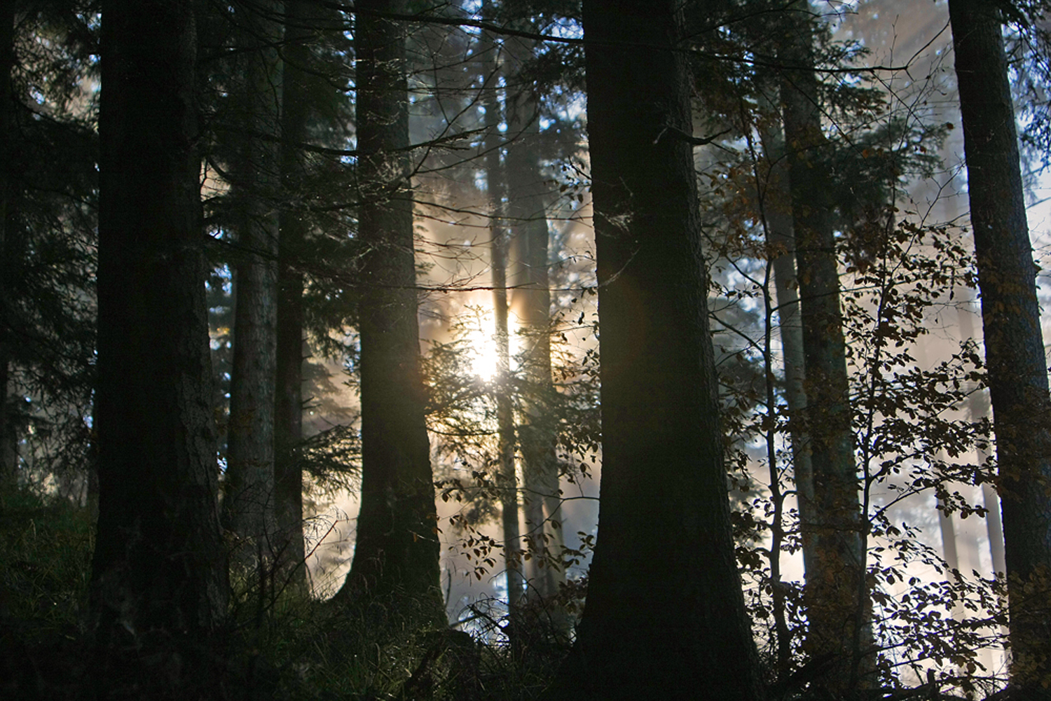 Lever de soleil en forêt.