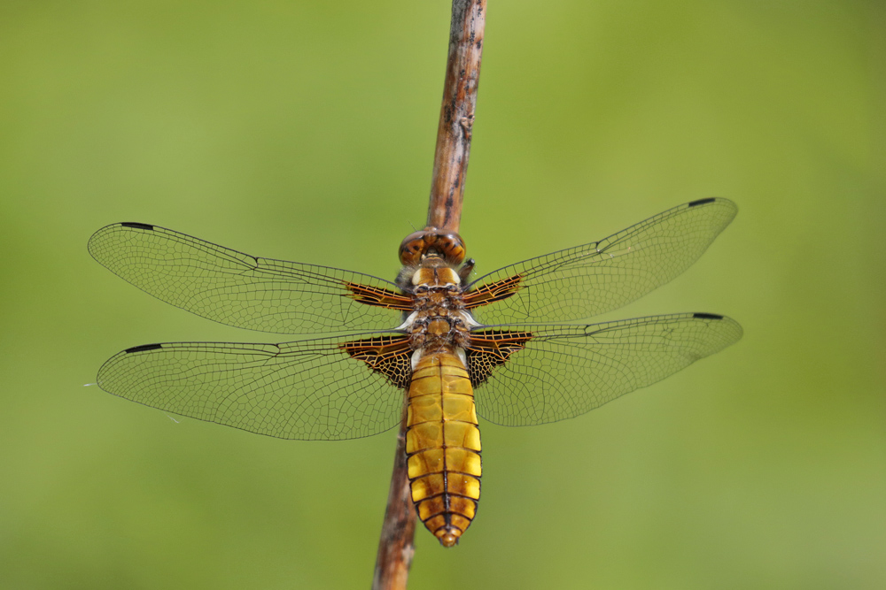 Libellule déprimée (Libellula depressa)