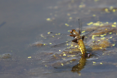 Libellule déprimée (Libellula depressa)