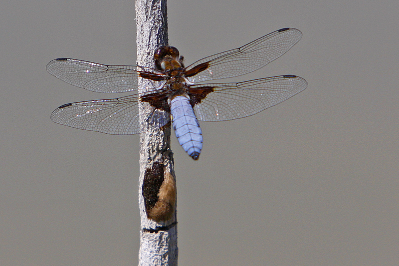 Libellule déprimée (Libellula depressa) mâle