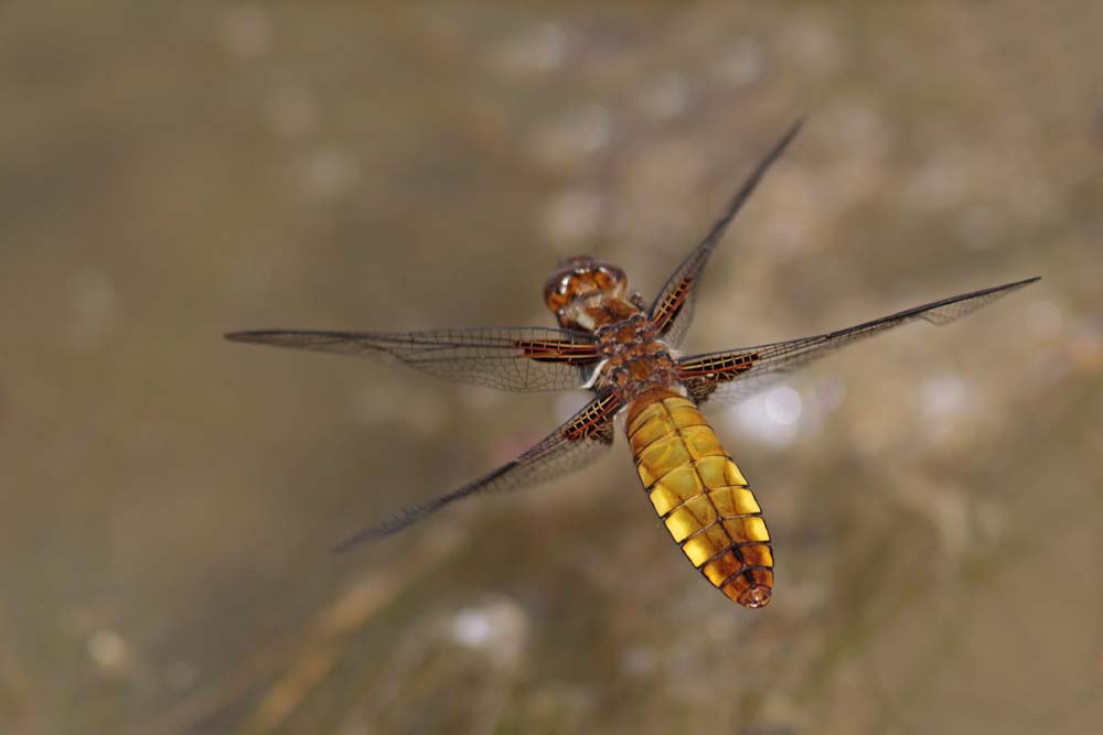 Libellule déprimée (Libellula depressa)