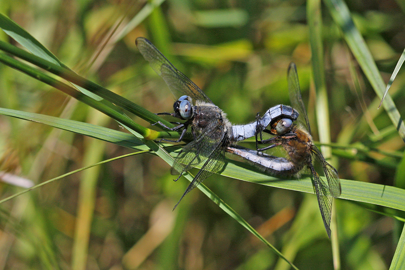 Libellule fauve (Libellula fulva) couple.