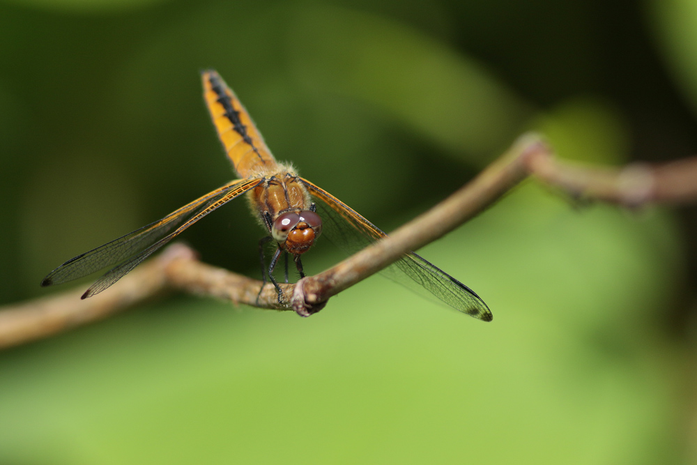 Libellule fauve (Libellula fulva)