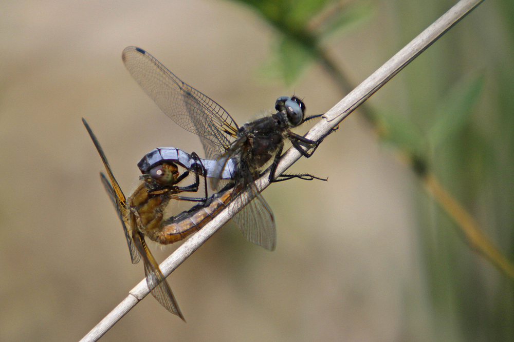 Libellule fauve (Libellula fulva) couple.