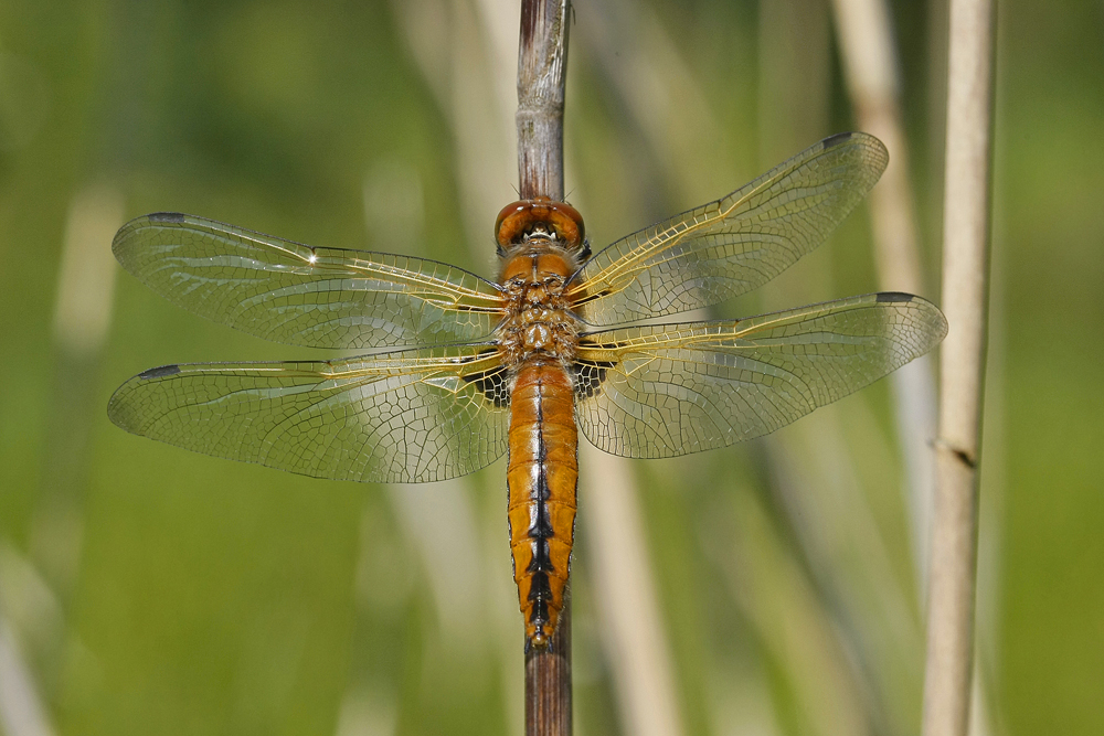 Libellule fauve (Libellula fulva)