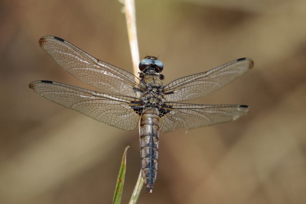 Libellule fauve (Libellula fulva) 