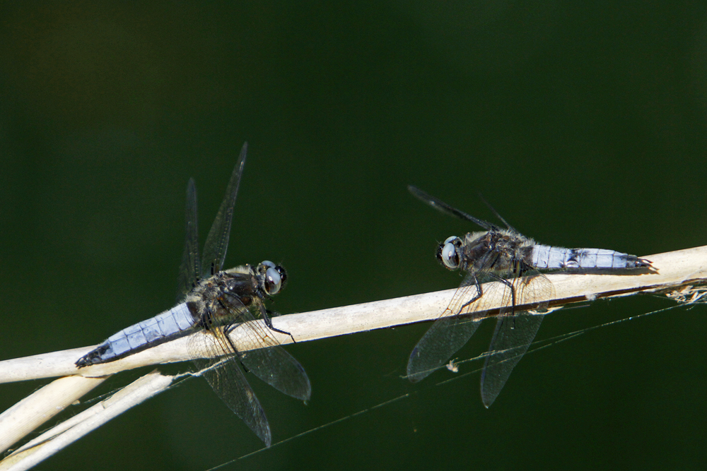 Libellule fauve (Libellula fulva) mâle.