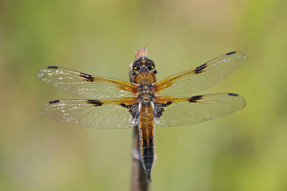 Libellule à quatre taches (Libellula quadrimaculata)