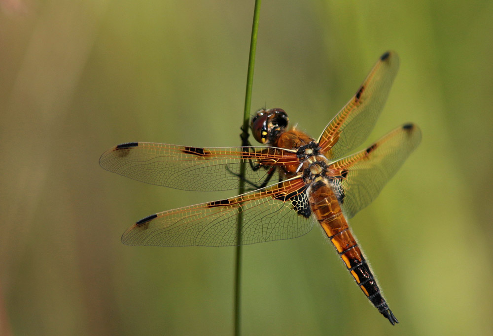 Libellule à quatre taches (Libellula quadrimaculata)