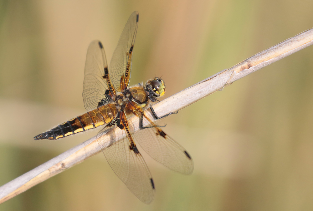 Libellule à quatre taches (Libellula quadrimaculata)