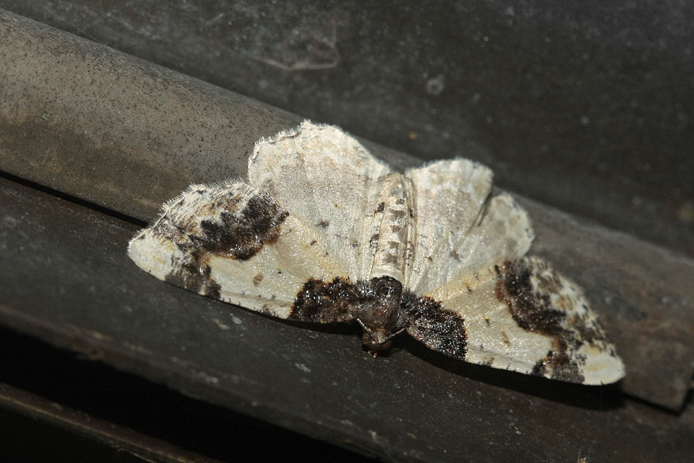 La Phalène du fusain (Ligdia adustata)