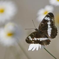 Le Petit sylvain (Limenitis camilla )