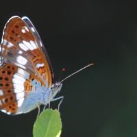 Le Petit sylvain (Limenitis camilla )