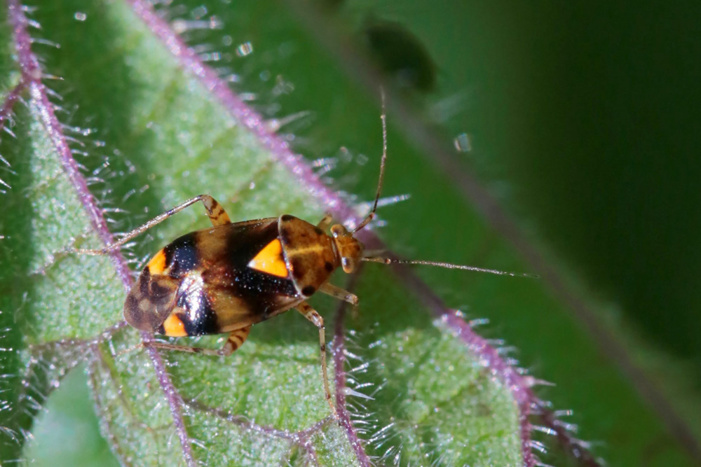 Liocoris tripustulatus