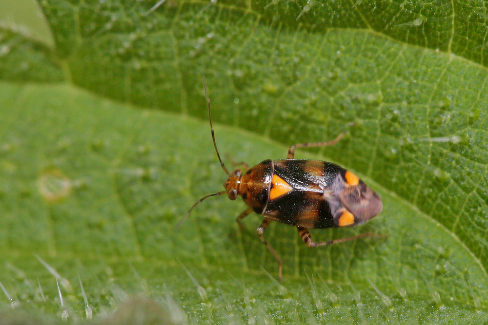 Liocoris tripustulatus
