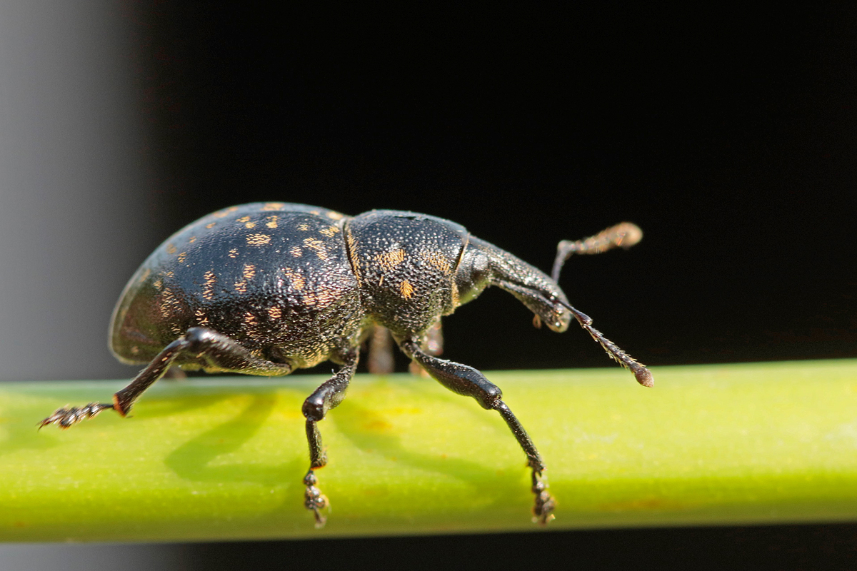 Charançon des pétasites (Liparus germanus)