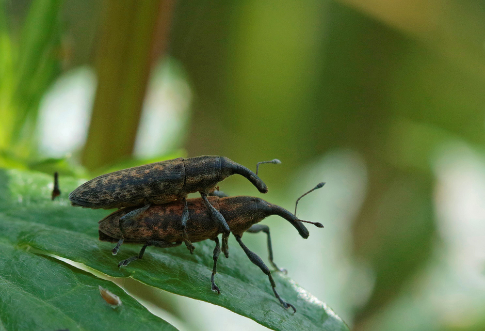 Charançon (Lixus fasciculatus)  couple