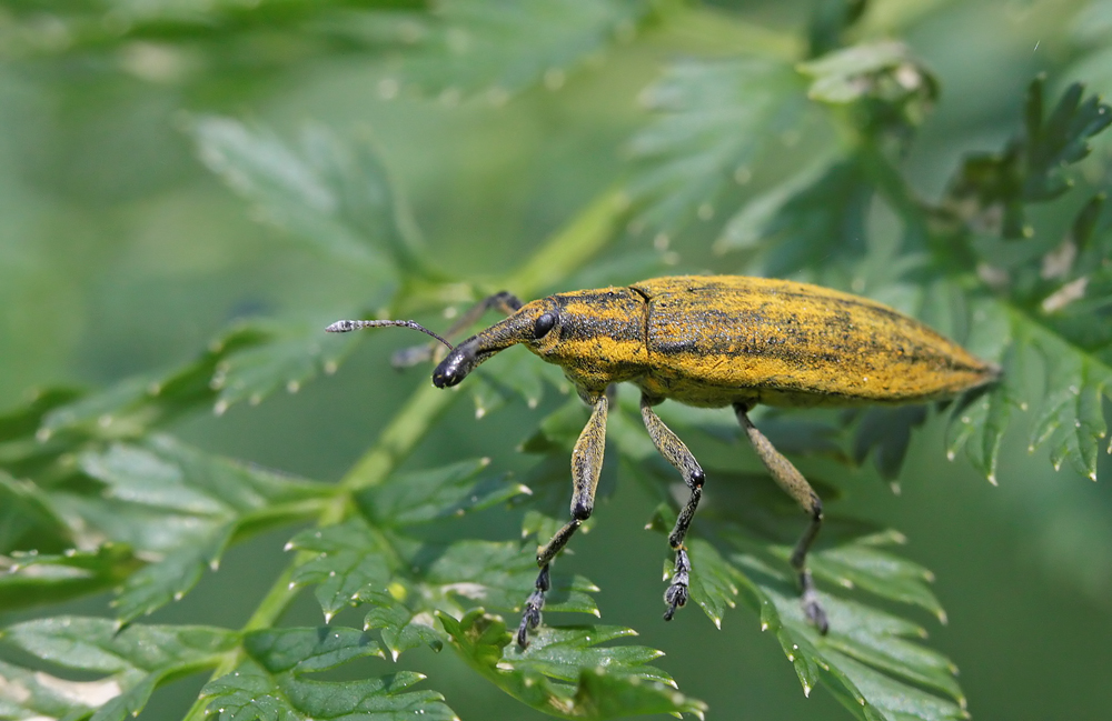 Charançon (Lixus iridis)