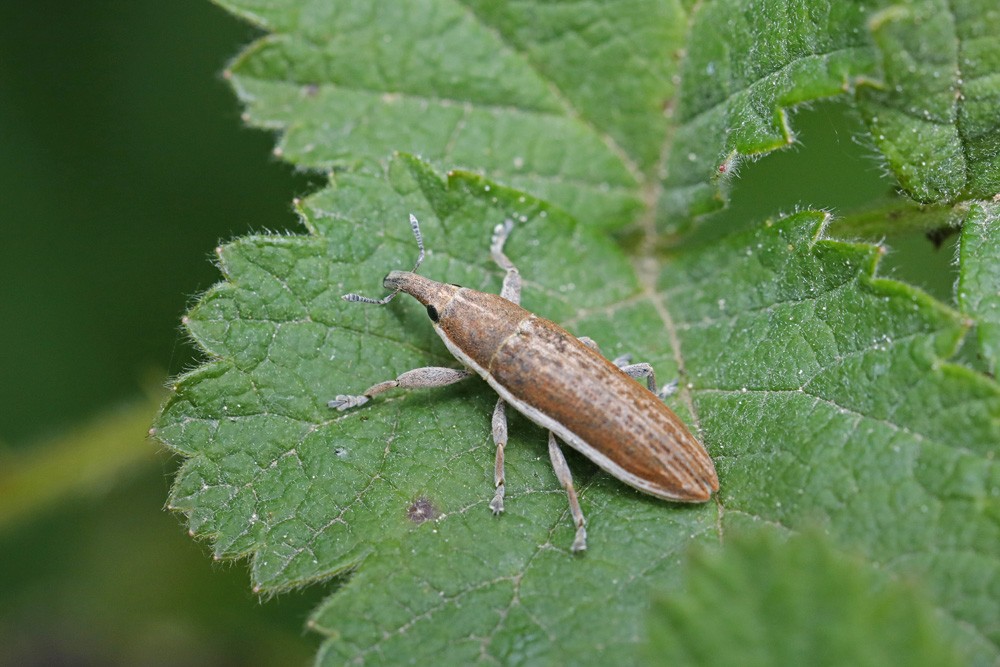 Charançon (Lixus ochraceus)