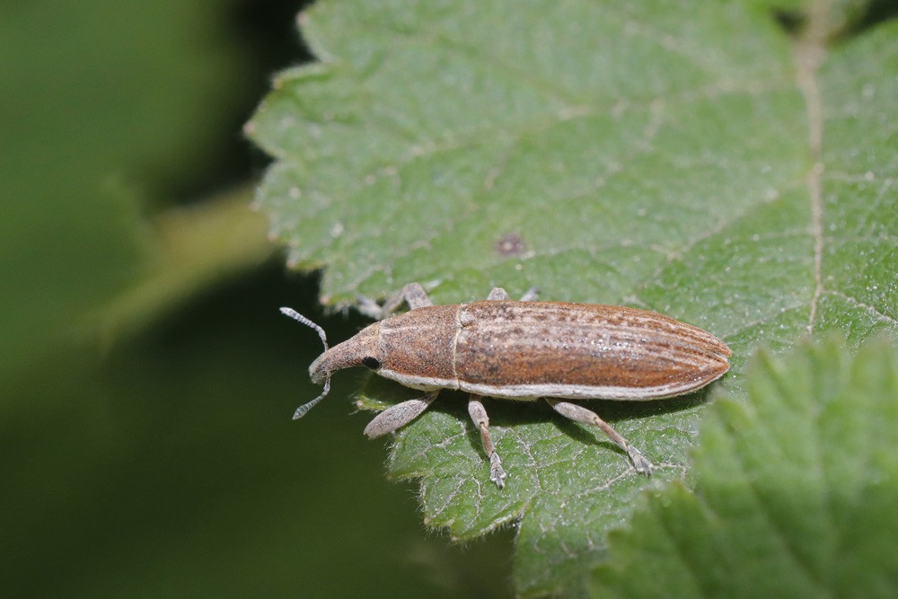 Charançon (Lixus ochraceus)