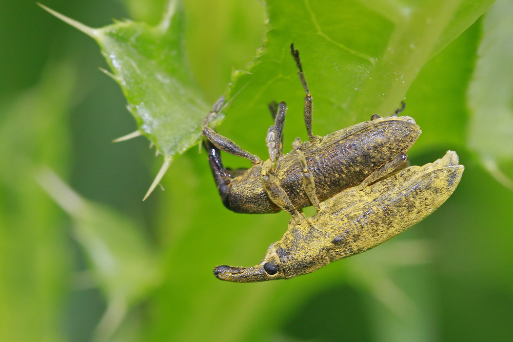 Charançon  Lixe poudreux (Lixus pulverulentus)