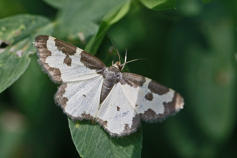 La Marginée (Lomaspillis marginata)