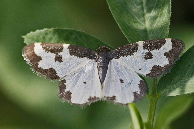 La Marginée (Lomaspillis marginata)