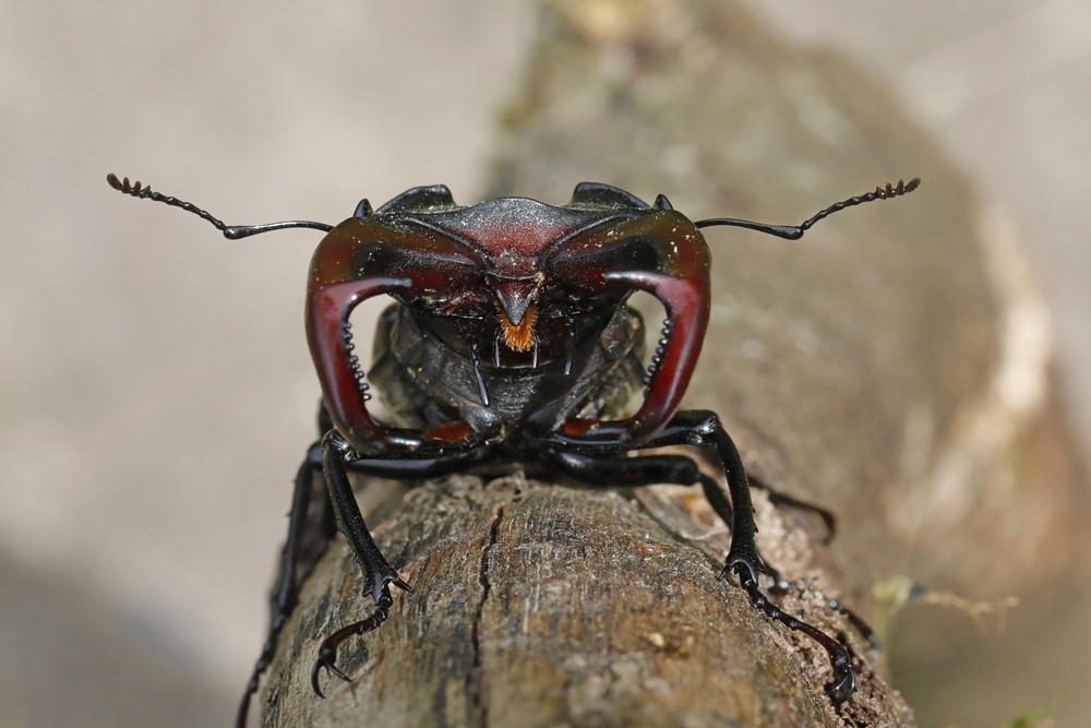 Lucane cerf volant (Lucanus cervus)
