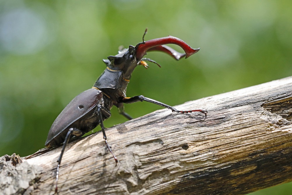 Lucane cerf volant (Lucanus cervus)