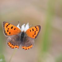 Le Cuivré commun (Lycaeana phlaeas)