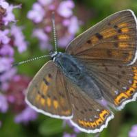 Le Cuivré mauvin (Lycaena alciphron)