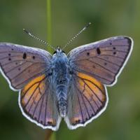 Le Cuivré mauvin (Lycaena alciphron)