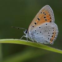 Le Cuivré des marais (Lycaena dispar)
