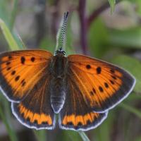 Le Cuivré des marais (Lycaena dispar) femelle