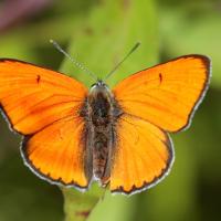 Le Cuivré des marais (Lycaena dispar) mâle
