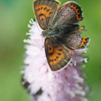 Le Cuivré de la bistorte (Lycaena helle)