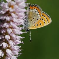 Le Cuivré de la bistorte (Lycaena helle)