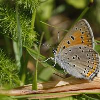 Le Cuivré ecarlate (Lycaena hippothoe)