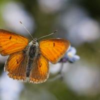 Le Cuivré écarlate (Lycaena hyppothoe)