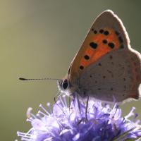 Le cuivré commun (Lycaena phaleas)