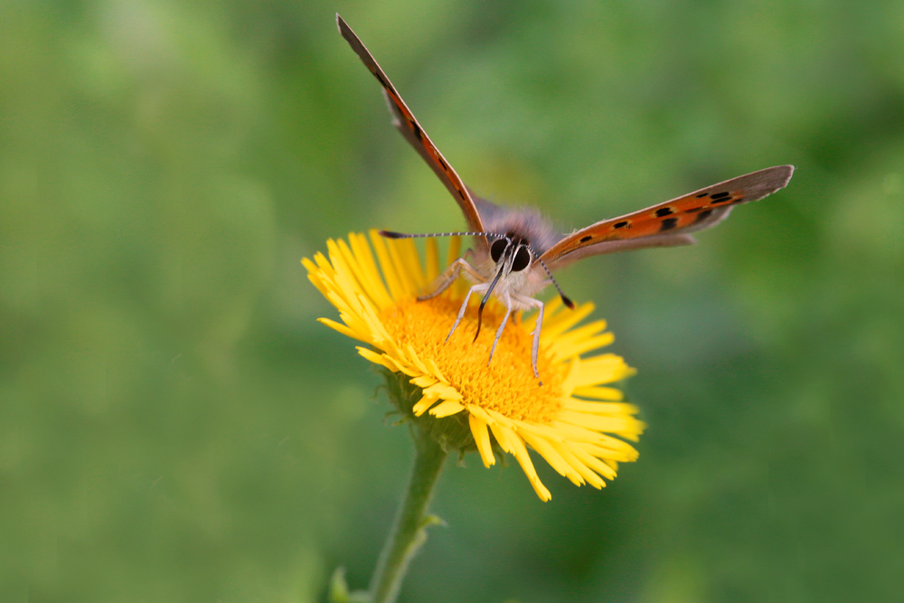 Le Cuivré commun (Lycaena phlaeas)