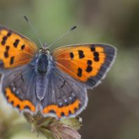 Le Cuivré commun (Lycaena phlaeas)