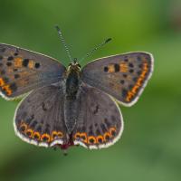 Le Cuivré fuligineux (Lycaena tityrus) femelle